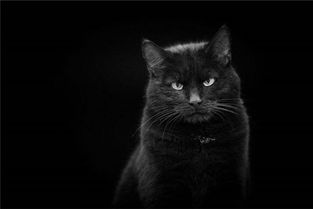 梦见黑猫是什么意思有什么预兆 周公解梦 
