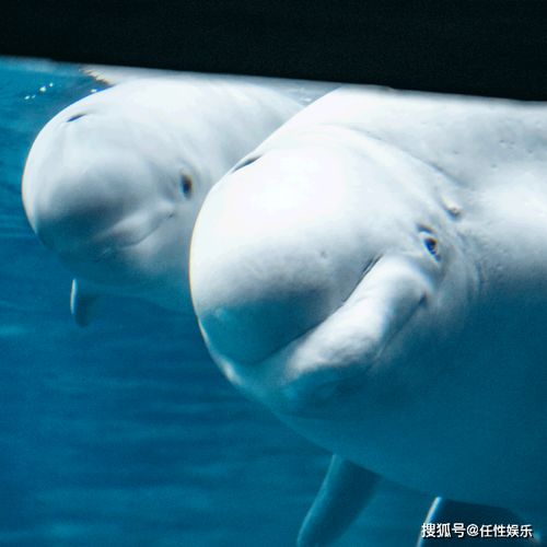 出生于一只20岁的成年白鲸,名叫 耳语 乔治亚水族馆欢迎白鲸