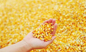 怎样判断玉米成熟可以摘了 玉米怎样才算成熟图片