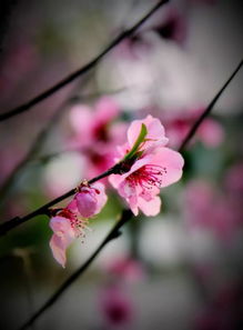 花团锦簇锦阳新城丨婼芸