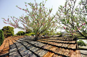 屋顶长桃花 