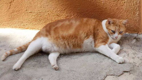 为什么偏偏橘猫容易发胖 科瑞卡科普