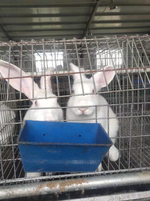 天津2021年獭兔价格行情预测养殖场 