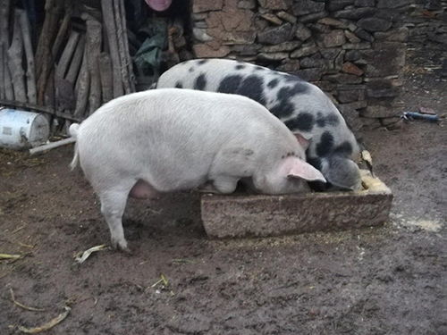 青饲料发酵喂猪三种方法,后备母猪发酵饲料配方