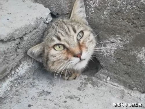 猫咪一觉醒来,发现洞口被水泥封住 咋办 出不去了