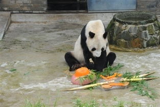最老雄性大熊猫盼盼喜迎31岁生日 子孙超过130只