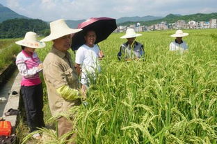 广西钟山 杂交水稻制种产业成农民致富 金种子 