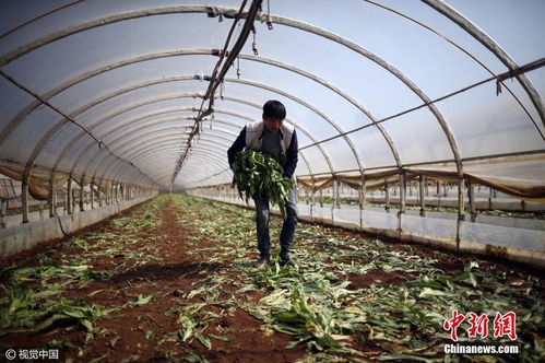 云南蔬菜滞销 上千吨蔬菜被砍掉 