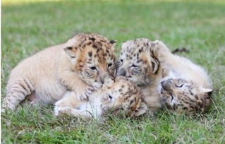 白狮虎兽4胞胎在美国顺利诞生 为最稀有狮虎兽种