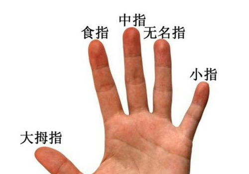 食指是哪一只手指图片