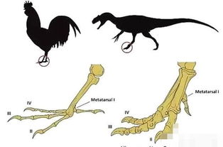 鸡真的是霸王龙进化而来的吗 专家给出答案,看完涨知识了