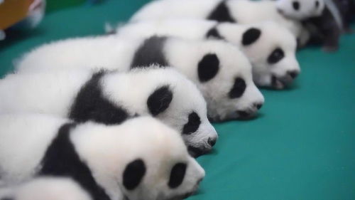 中国大熊猫寿命是多少 死亡后是怎么处理的 说出来你可能不信 