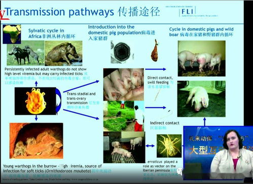 非瘟防控必备知识点