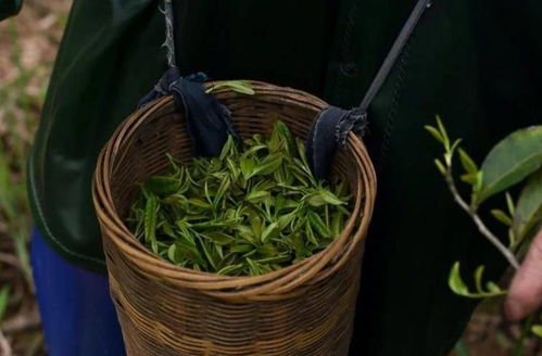 福建白茶储存条件,白茶的保存方法