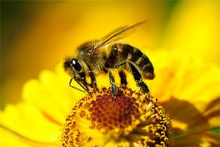 梦见蜜蜂 做梦梦到蜜蜂是什么意思 周公解梦大全查询 