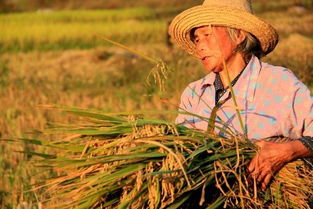 有专家说农民种地是愚蠢，如果全国农民一年不种粮会是什么后果(以后的农民不种地地该咋办?)