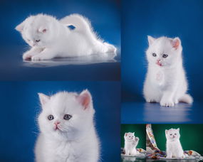 可爱的白猫咪摄影高清图片