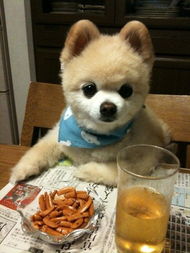 同问 日本的俊介是什么狗狗好可爱,请大家告诉我一下,顺便问一问,这个狗狗掉毛吗 很麻烦吗 