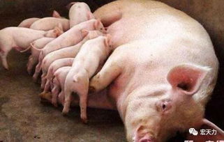 初产母猪要怎么管理 初产母猪的管理要点