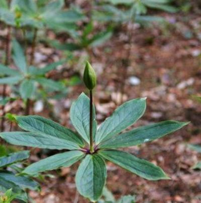 中国十大最贵植物药材,十大名贵药材是那些