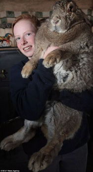 这么大的兔兔也是没谁了 