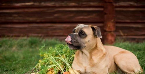 狗狗能吃胡萝卜 可以预防眼睛疾病,但吃多了容易维生素A中毒