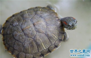 巴西红耳龟并不难饲养,细心照顾勤换水就能存活 