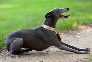 世界上奔跑速度最快的灵缇犬图片大全的图片大全 31 爱宠网 