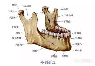 科普丨下颌角整形术