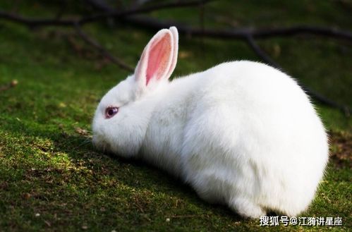 属兔人若是生在以下几个吉日,30岁运势翻转,能富三代子孙