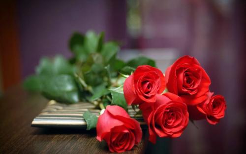 一支玫瑰花的花语是什么,送一朵真爱玫瑰花是什么意思？