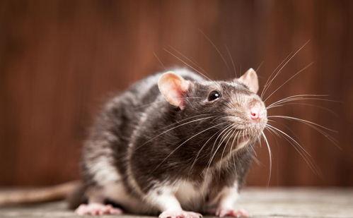 老鼠过街,人人喊打,如果世界上老鼠灭绝了,会影响到人类吗