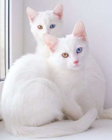 世界最美 白猫姐妹花 据说主人也是个大帅哥