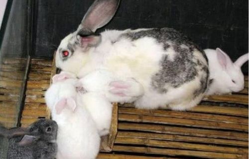 男朋友咬小兔兔是应该怎么回应(男友咬我小兔子的感觉)
