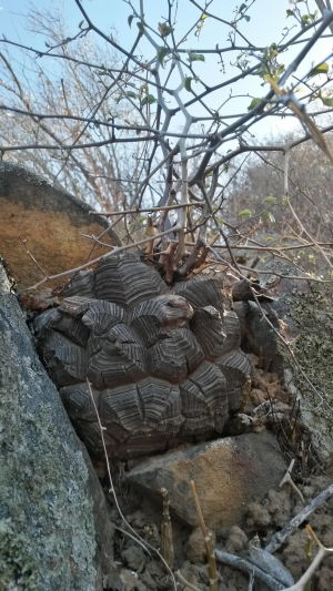 墨西哥龟甲龙 龟甲龙10cm多少年