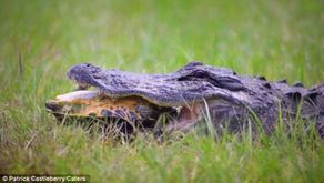 南美短吻鳄捕食乌龟 难下咽 