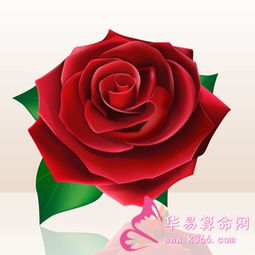 红玫瑰摩羯座花期(红玫瑰摩羯座花期是几月)(摩羯座月季花)
