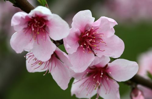 3月中旬,横财天降,桃花旺盛的3大生肖