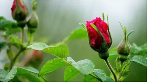 玫瑰花什么时候扦插成活率高,我想知道玫瑰花什么时候剪枝容易插活？