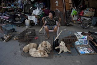 广西玉林 摄影师走访活狗市场 