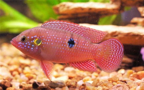 红宝石鱼最大可以长到多大？