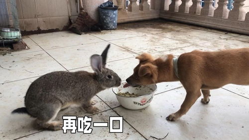 两只兔兔轮番吃狗狗的饭,狗狗应付不过来 这是狗吃的 