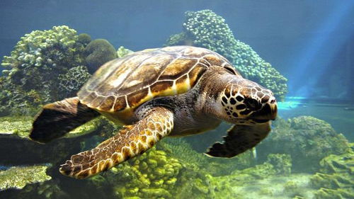 海龟用肛门呼吸 25个奇怪的冷知识,看完姿势暴涨100点