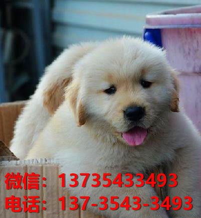 渭南宠物狗狗犬舍出售纯种金毛犬买狗卖狗地方在哪有狗市场领养