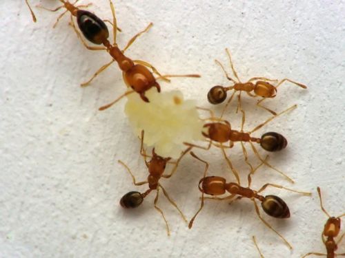 蚂蚁有哪些本领 