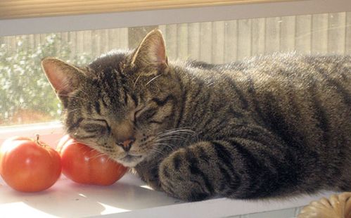 猫咪能吃 西红柿 补充水分防衰老,一定要去皮,也别喂番茄酱