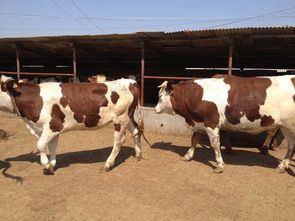 如何保证母牛繁殖成功率 需要掌握这4大要点