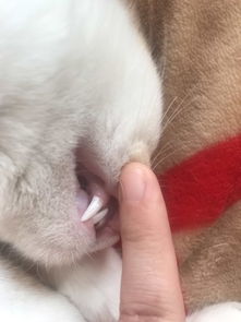 大家帮我看一下这猫的牙齿,这猫大概多大了 