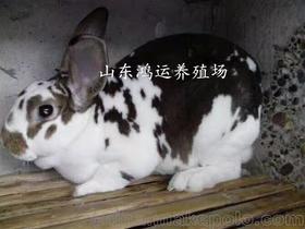 花巨兔能长多大,德国花巨兔生产性能是怎样的？