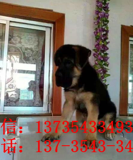 广州宠物狗狗犬舍出售纯种德牧幼犬狗市场在哪 大型犬好不好养